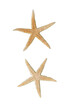 © Dennis Hoeren - Beige starfish isolated on white background / Ocean / Yellow starfish isolated on white background / cut out / cut out starfish/ for your scene