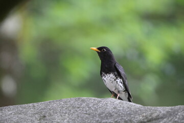 Wall Mural - Japanese thrush (Turdus cardis) male in Japan