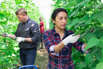 Wall Mural - Female latino farmer harvests ripe beans in a greenhouse