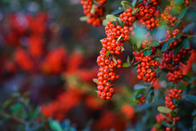 Close-up Of Scarlet Firethorn Berries