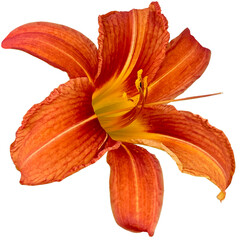Orange day-lily Plant