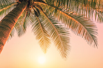 Wall Mural - tropical palm tree with sun light on sunset sky and cloud abstract background.