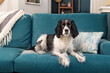adorable sad face springer spaniel sitting on turquoise sofa - beautiful black and white dog on couch with throw pillow and blanket and home decor items in background