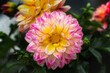 beautiful macro closeup of pink and yellow dahlia with water droplets