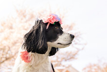 Beautiful Black And White Springer Spaniel Wearing Flower Crown And Flower Dog Collar Sitting On Grass Next To Pink Cherry Blossom Trees In Springtime