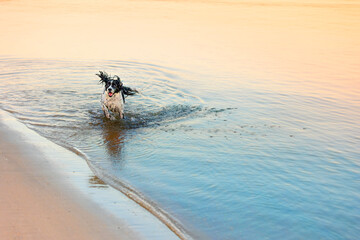 happy springer spaniel jumping out of water on beach coast at sunset with blue and yellow reflections in the ocean