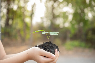 Wall Mural - .World environment day concept with girl holding small trees in both hands to plant in the ground. hand holding small tree for planting in forest. green world. morning light on nature background.