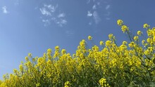 Field Of Canola Yellow Blossoms On Blue Sky, Rape Seed, Rapeseed, Oilseed Flowering Plant.