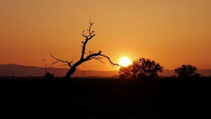 Poster - Black birds on dead tree at sunset in slow motion 