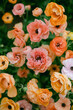 Peach, pink and yellow ranunculus flowers