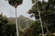 Palm trees and greenery surrounding a mountain in Kaneohe on Oahu.