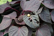 Slug damage on lush and fresh purple sweet potatoe leafes with a snail sitting on a leaf eating away.