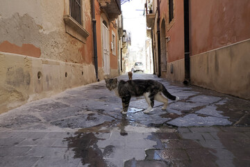 Sticker - cat in ortigia syracuse old buildings street view Sicily on sunny day