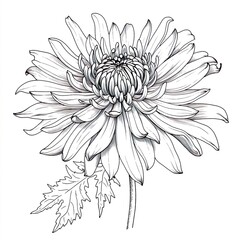 Wall Mural - Amazing and classy image of chrysanthemum flower