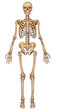 © stihii - Human skeleton, anterior view. Anatomy of human skeletal system