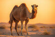 A bactrian camel in the desert