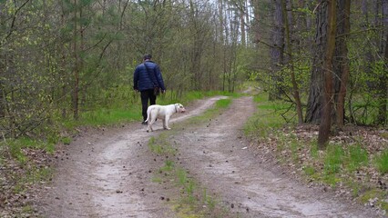 Poster - Spring forest. Path in a pine forest. A man walks with his large white American Bulldog in a pine forest