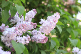 Fototapeta Lawenda - Lilac in the park. Flowering branch of light pink lilac close-up. Blooming tender lilac flowers