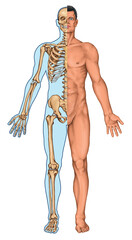 Human body surface and human skeleton, anterior view. Anatomy of the surface of the human body and skeletal system