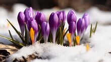 Beautiful Crocuses Growing Through Snow, Space For Text. First Spring Flowers, Crocus Flowers In Snow, Crocuses In Snow, Generative AI