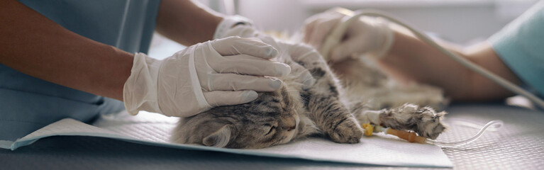 Nurse calms down grey cat while doctor performs ultrasound investigation in vet clinic