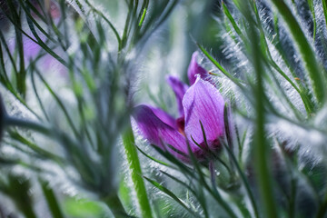 Poster - Plant Pulsatilla Vulgaris