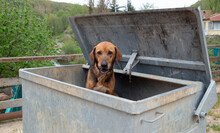 Street Brown Dog In Metal Garbage Container