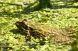 Une grenouille dans un étang