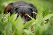 © Mariya - Cute black and tan Rottweiler portrait of a dog in green spring bushes outdoor, green blurred background
