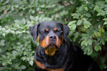 Mosquitoes Attack And Drink Blood Of Cute Black And Tan Rottweiler Portrait Of A Dog In Green Spring Bushes Outdoor Cute Black And Tan Rottweiler Portrait Of A Dog In Green Spring Bushes Outdoor