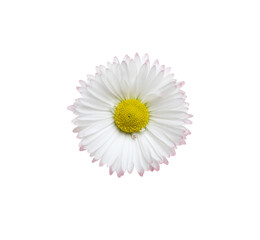 Wall Mural - Chamomile or camomile isolated on white