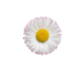 Wall Mural - Chamomile or camomile isolated on white