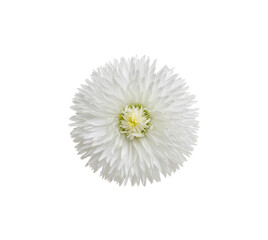 Wall Mural - Chamomile or camomile isolated on white