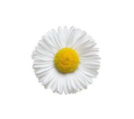 Wall Mural - Chamomile or camomile isolated on white