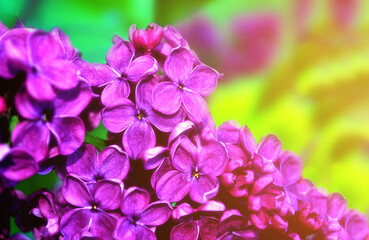 Lilac flowers in sunny garden, spring floral background