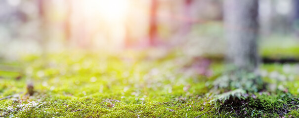 Wall Mural - Green forest bokeh panorama