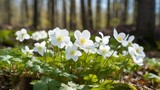 Fototapeta Natura - Beautiful white flowers of anemones in spring in a forest close-up in sunlight in nature. Spring forest landscape with flowering primroses, white spring flowers, white crocus flowers, Generative AI
