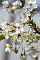 Wall Mural - white cherry flowers on a branch.