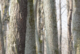Fototapeta Krajobraz - pnie drzew olchy w lesie olchowym pokryte szarą korą