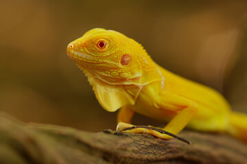 Wall Mural - albino iguana on a branch