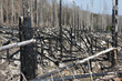Wald nach einem Brand