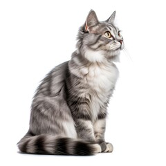 Cat isolated on white background. Generative AI