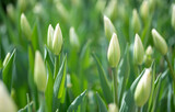 Fototapeta  - fresh tulips in the garden