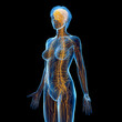 3D Rendered Medical Illustration of Female Anatomy - Nervous System.