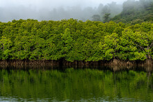 Mangroves In Andaman And Nicobar Islands. Total Area Under Mangrove Vegetation In India Is 4639 Sq.km, As Per The Latest Estimate Of The Forest Survey Of India 