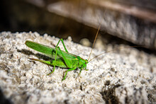 Beautiful Grasshopper On The Sand. Green Locust