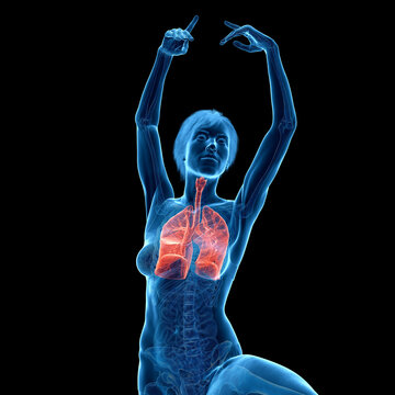 3D Rendered Medical Illustration of Female Anatomy - the lungs.