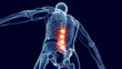 3d medical illustration of a man's skeletal system. lower back pain