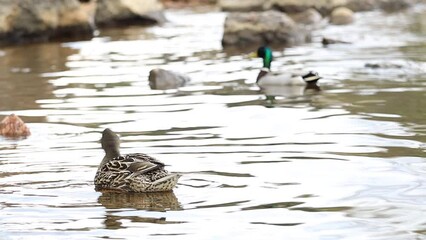 Poster - Wild duck with a drake swims in the lake