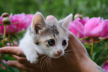 Poster - Man holds kitten in his arms in the garden against the background of pink peony flowers in spring. A beautiful young tricolor mongrel street cat with big curious eyes. Concept of pets and environment.